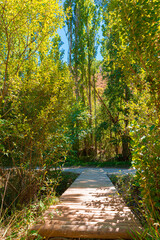 Ruta botanica del rio Ebrón en Teruel