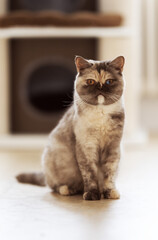 Britisch Kurzhaar Kitten selten, edel und imposant