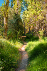 Ruta botanica del rio Ebrón en Teruel