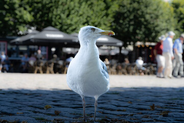 Seagull in shade. Town square in the background. Close-up view