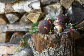 Forest mushroom boletus, cep, porcini, chanterelle collected in a wooden wicker basket. Late summer and autumn harvest. Natural food. Karelia region