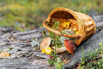Forest mushroom boletus, cep, porcini, chanterelle collected in a wooden wicker basket. Late summer and autumn harvest. Natural food. Karelia region