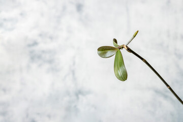Keiki phalaenopsis orchid closeup, offspring growing on a stem