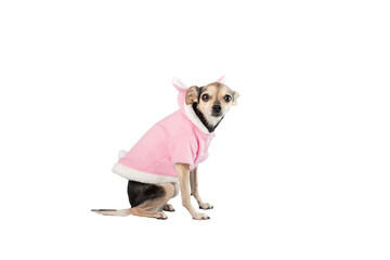 pet clothes, dog in a in a pink bathrobe with ears isolated