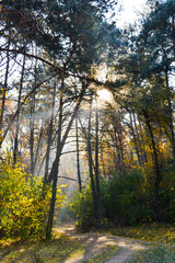 The sun's rays break through the branches of the trees in the forest. Spruce branches and sun rays. A path in the autumn forest. Autumn in the forest. Vertical photo of the forest.