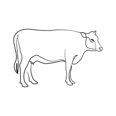 Cow continuous line art design