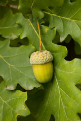 An acorn on an oak branch. Acorn.