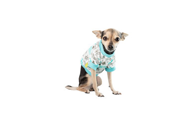 pet clothes, dog in T-shirt isolated