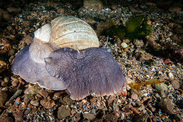 Northern Moon snail underwater in the St. Lawrence River in Canada