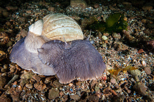Northern Moon snail underwater in the St. Lawrence River in Canada