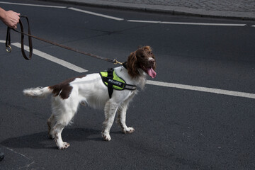 Trained dog working for the police to discover explosivs