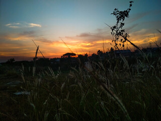 Fototapeta premium sunset in the field