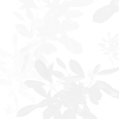 black and white background with flowers branch
