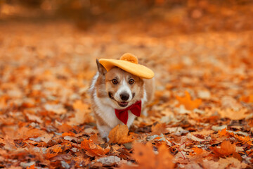 cute corgi dog in beret and tie sitting in autumn park among fallen golden leaves