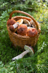 Forest mushroom boletus, cep, porcini, chanterelle collected in a wooden wicker basket. Late summer...