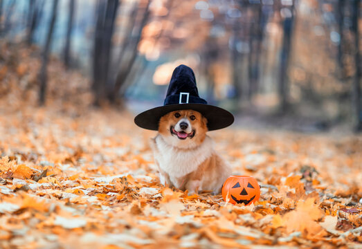 HD desktop wallpaper Halloween Dog Holiday download free picture 213981