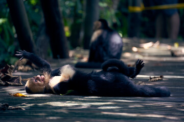 Capuchin monkeys playing