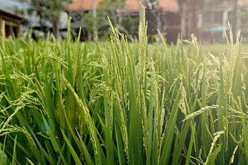 Rice field close up in Bali, Indonesia