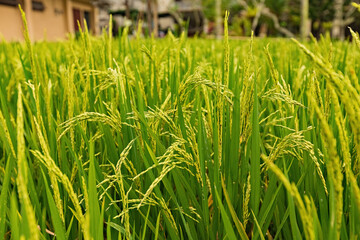 Rice field close up in Bali, Indonesia
