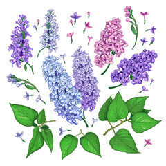 Set of hand drawn luxurious of pink, blue and violet flowers of Lilac . Vector illustration of plant elements for floral design. Color sketch isolated on a white background. Beautiful bouquet of Lilac - 531479280
