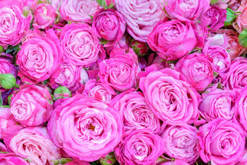 Beautiful bouquet of roses. Beautiful floral colorful background.