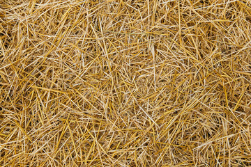 natural background, dry straw, hay