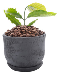Roasted coffee beans and green leaf in dark clay pot