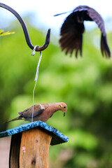 Mourning Dove and Boat Tailed Grackle getting their Food for the Day