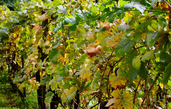 yellow and green grape vine leaves close up in the fall. lush foliage. background image. season specific. autumn scene. soft blurred background.