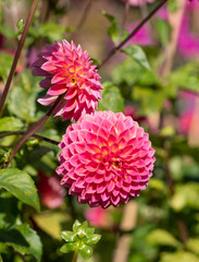 Stunning dark pink dahlia flowers by the name Polventon Kristobel, photographed with a macro lens on a sunny day in early autumn at Wisley, near Woking in Surrey UK