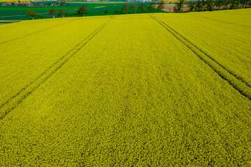 Top view of flowering rapeseed field. Panoramic view from above on a yellow rapeseed field.