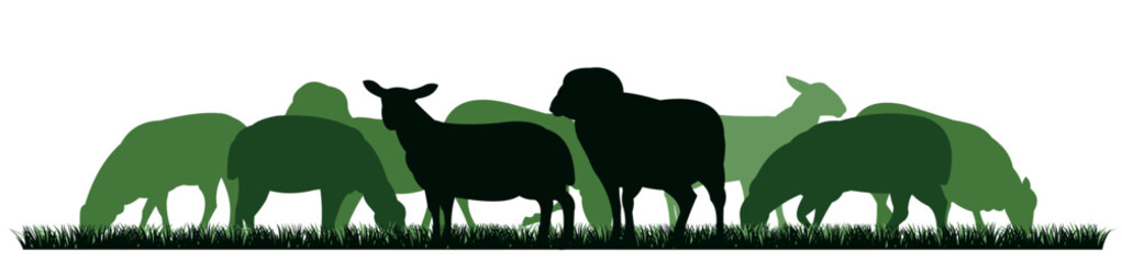 Sheep graze in pasture. Picture silhouette. Farm pets. Domestic animals wool. Isolated on white background. Vector