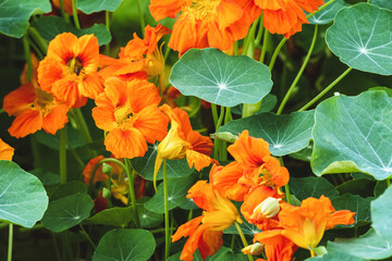 Nasturtium plants flowering in the garden, Tropaeolum majus growing in flowerbed