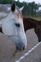 Fototapeta premium Horse in courtyard in Stockholm Sweden. High quality photo
