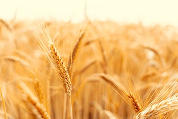 Wheat field sunset golden background. Agriculture farm cereal crop in sun day. Rye grain landscape harvest. Bread plant.