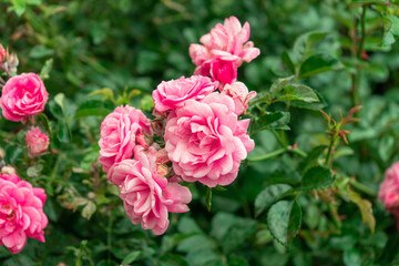 Fluffy bush of decorative pink roses growing in the park.