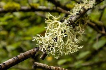 Lichen on tree branch with blurred background