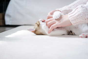 scottish straight tabby classic kitten play and relax with woman hand on floor