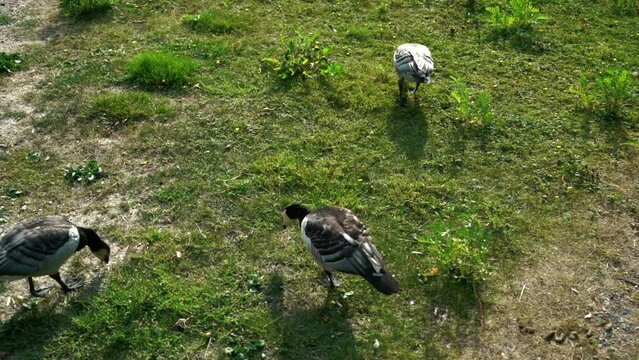 Ducks near the lake on the grass. Ducks in a wildlife. High quality FullHD footage