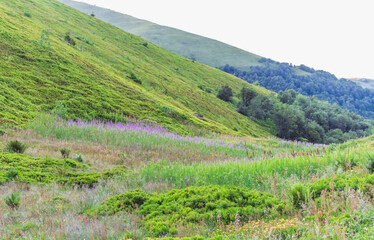 glade in the mountains.. © Alla