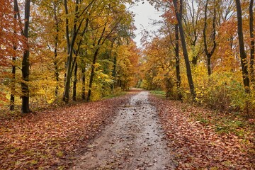 Fototapeta na wymiar Autumn forest path