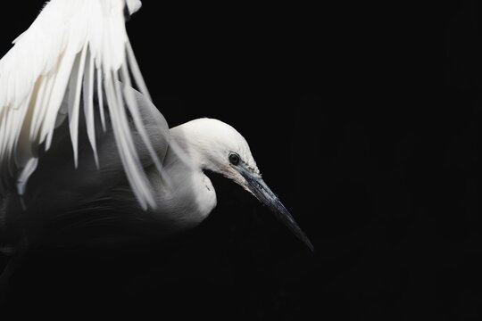 Closeup shot of a Little egret bird on a black surface