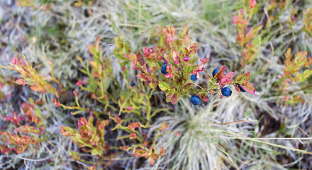 Naklejka na ściany i meble blueberries on a bush