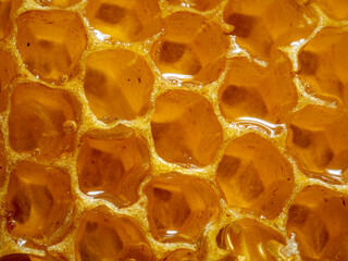 Fresh liquid honey in the cells of a honeycomb close-up. Macro photo of beeswax honeycombs filled with delicious healthy honey.