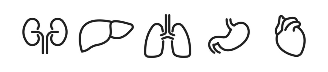 Human organs linear icon set. Lungs, heart, stomach, liver and kidneys. Vector EPS 10