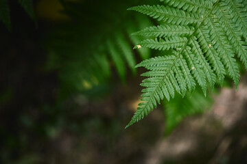 Wild fern in the forest near Moscow. Polypodiophyta. Front view.