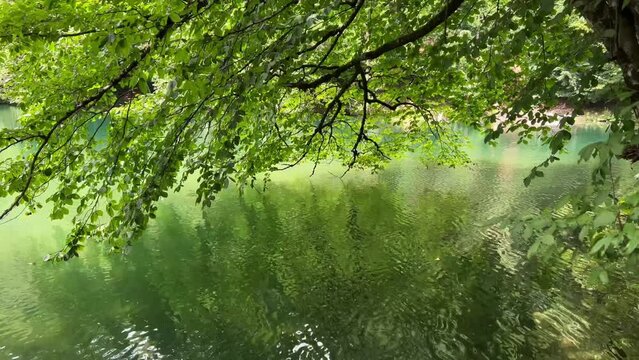 closeup of tree branches with green leaves blown by wind reflecting in lake water surrounded by forest