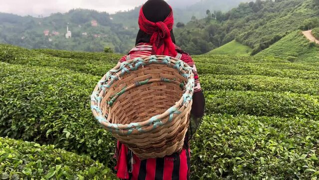 rear view of young woman with wicker basket wearing traditional harvesting red clothes walking between rows of Turkish black tea plantations looking at terraced hills in Cayeli area Rize province