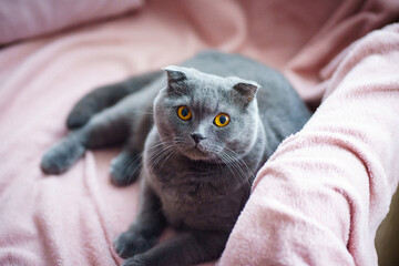 A gray cat with yellow eyes of the Scottish Fold breed lies on the couch at home