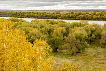 Autumn landscape with yellow birch against the background of a river with a green forest.